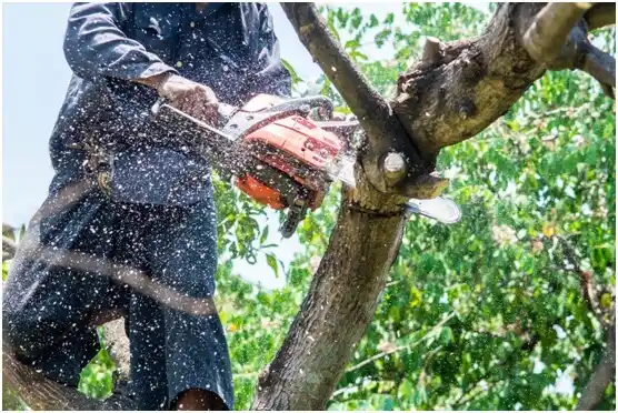 tree services Cartwright